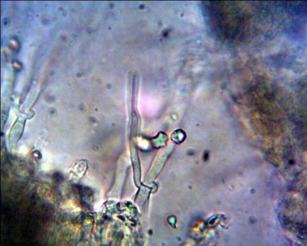 Corticiacea da determinare (Hyphodontia juniperi)